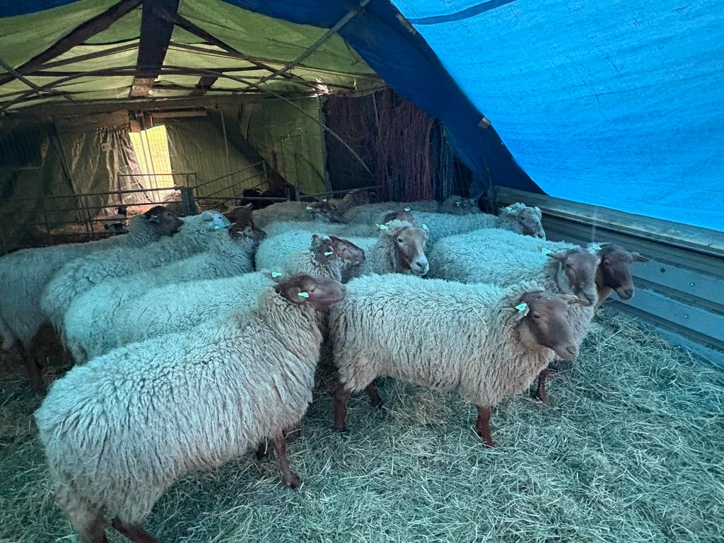 15 stuks solognoten x veluws heide schaap, te koop, Dieren en Toebehoren, Vrouwelijk, Schaap