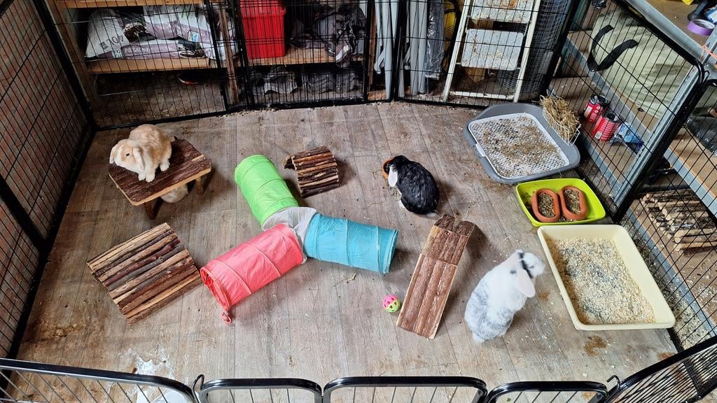 (Koppel) vakantie opvang, Dieren en Toebehoren, Konijnen, Meerdere dieren