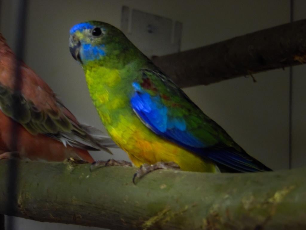 Bourke en Turquosine | Neophema's | Verschillende kleuren, Dieren en Toebehoren, Vogels | Parkieten en Papegaaien, Meerdere dieren