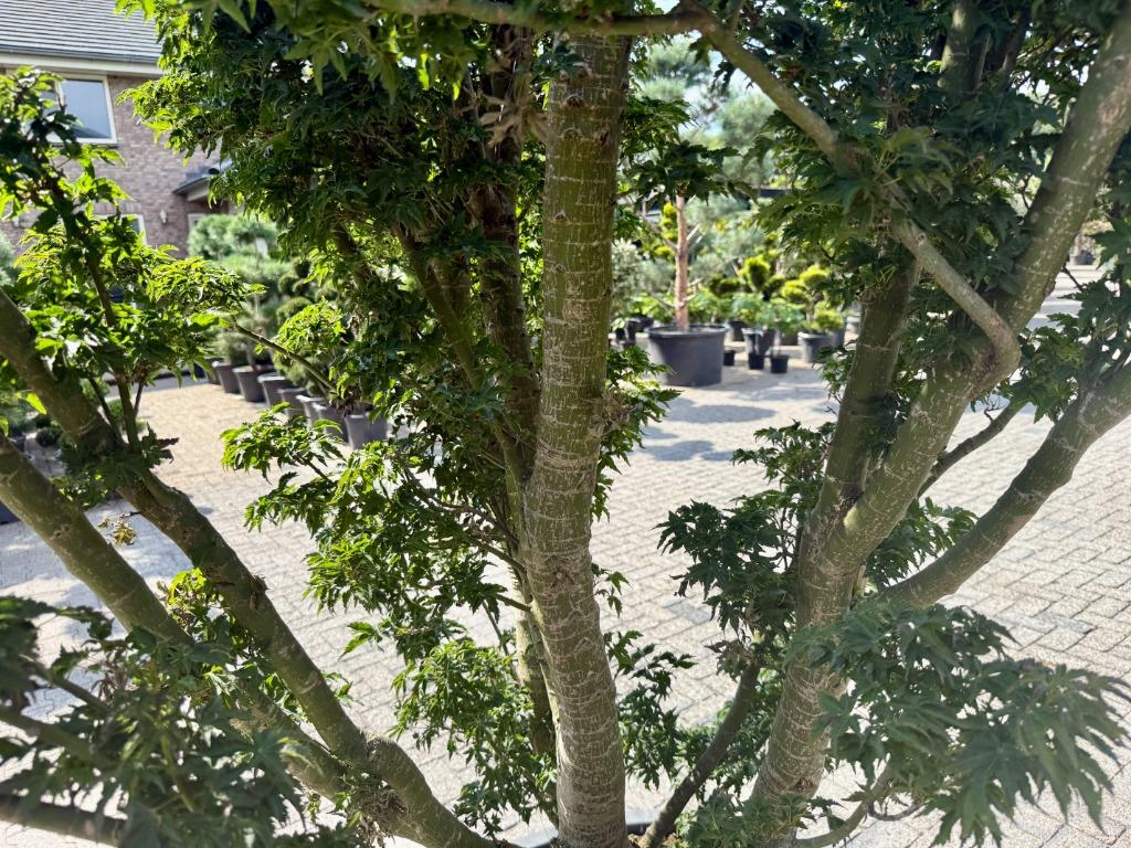 Exclusieve Acer palmatum 'Shisigashira' / Crispifolium!!!, In pot, Bloeit niet, Halfschaduw, 250 tot 400 cm