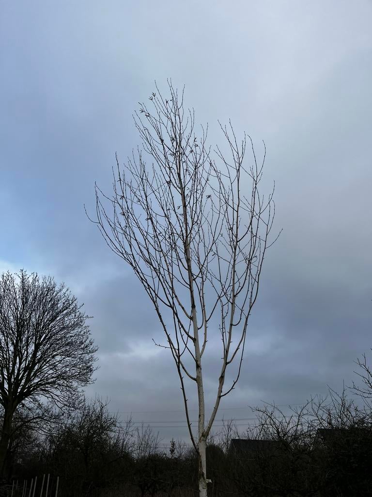 Betula utilis Doornbos (himalayaberk), Ophalen of Verzenden, Volle zon