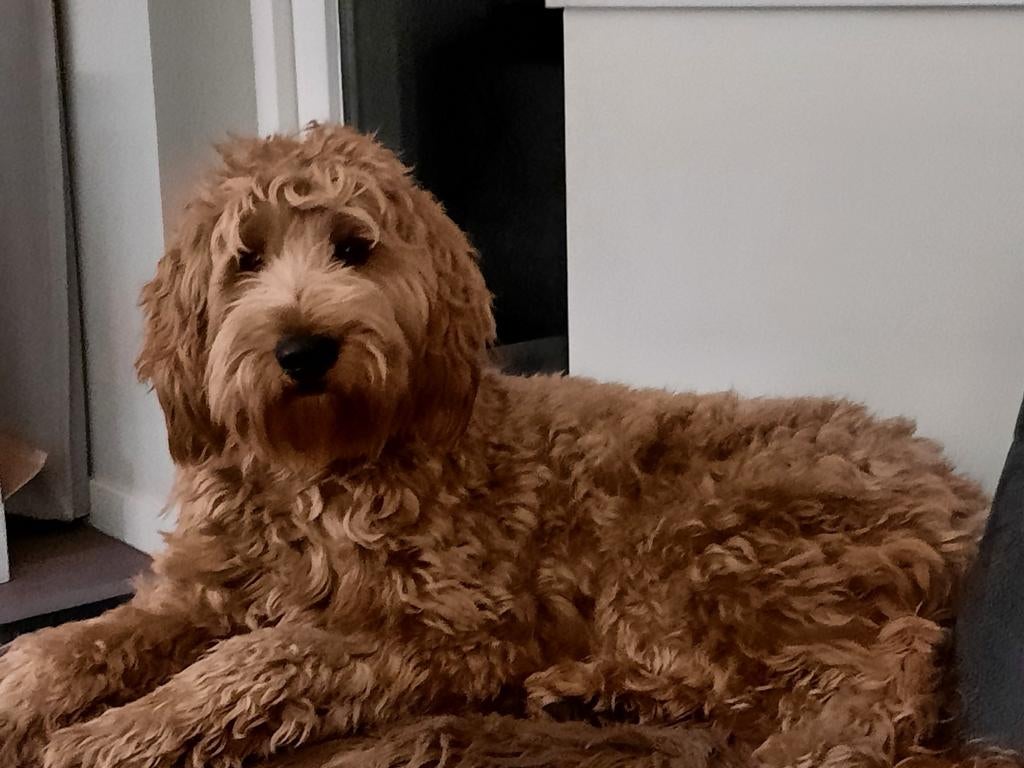 Dekreu (half australian) labradoodle 58cm fleecevacht, Parvo, Reu, 1 tot 2 jaar, Eén hond