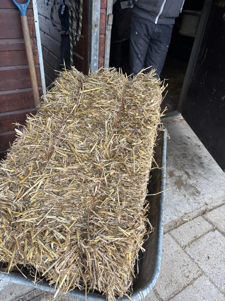 Kleine balen tarwestro te koop, Ophalen, Voogdwerfsesteeg 2, Nieuw, V.o.f Vermue & Kivits