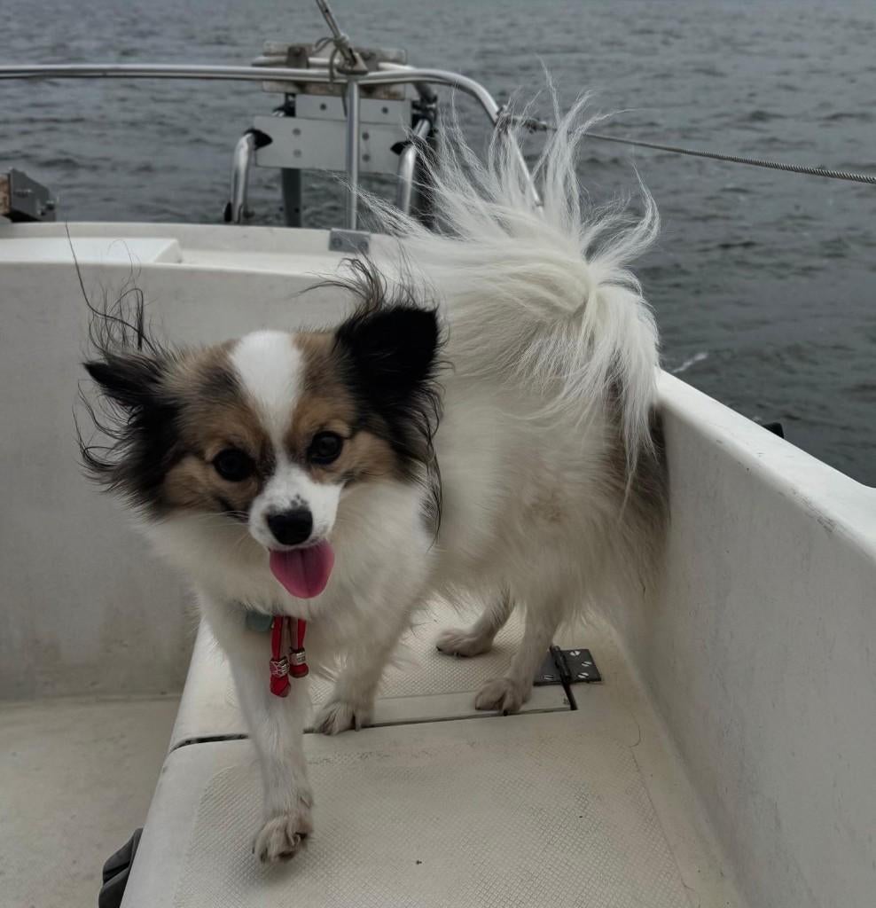 Chihuahua/vlinder hondje - Zeer schattig en gevoelig beestje, Teef, Eén hond, Chihuahua, 3 tot 5 jaar