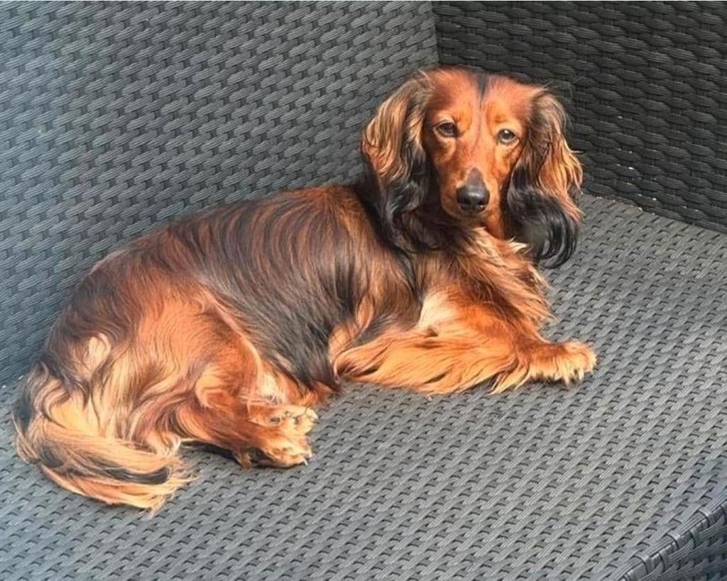 Dekreu,Dwerg teckel,  langhaar, Reu, 1 tot 2 jaar, Eén hond, Nederland