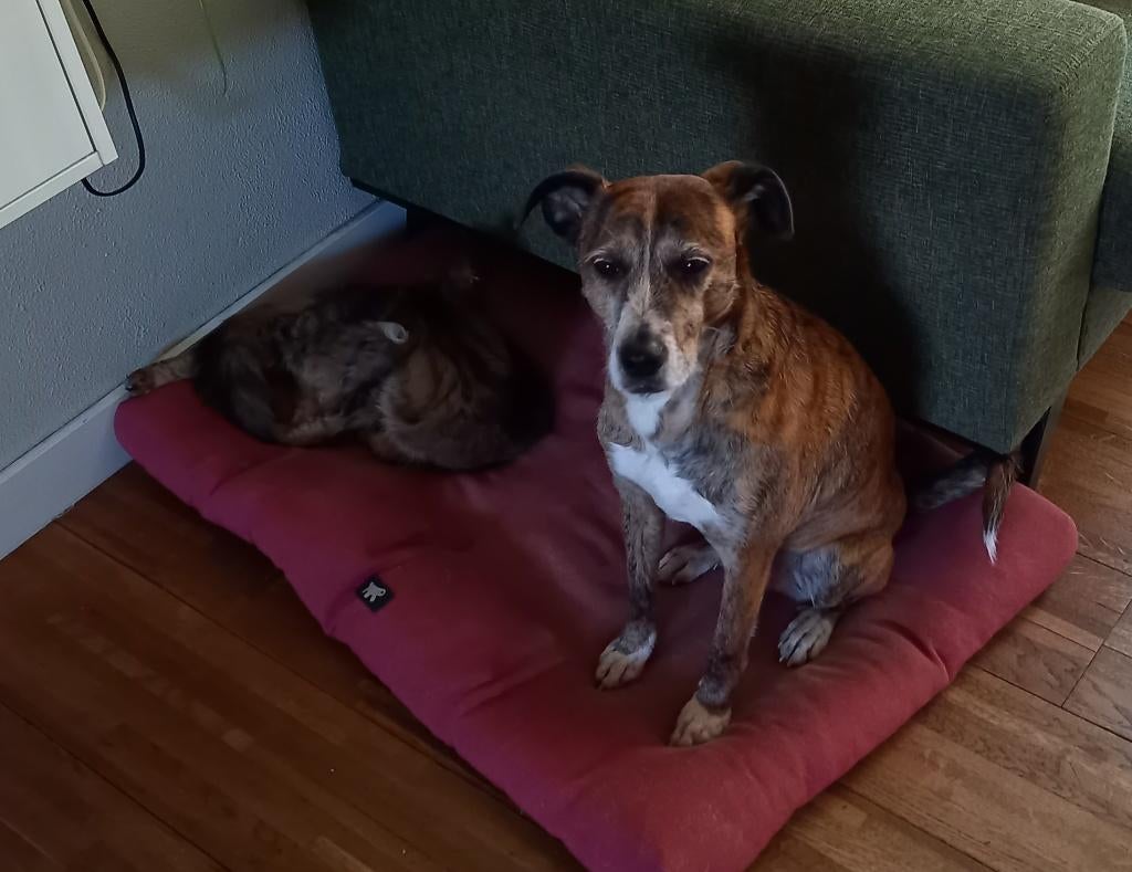 Lieve hond zoekt nieuwe plek, 6 jaar of ouder, Particulier, Buitenland, Teef