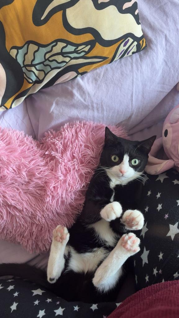 Poes, Dieren en Toebehoren, Katten en Kittens | Overige Katten, Poes