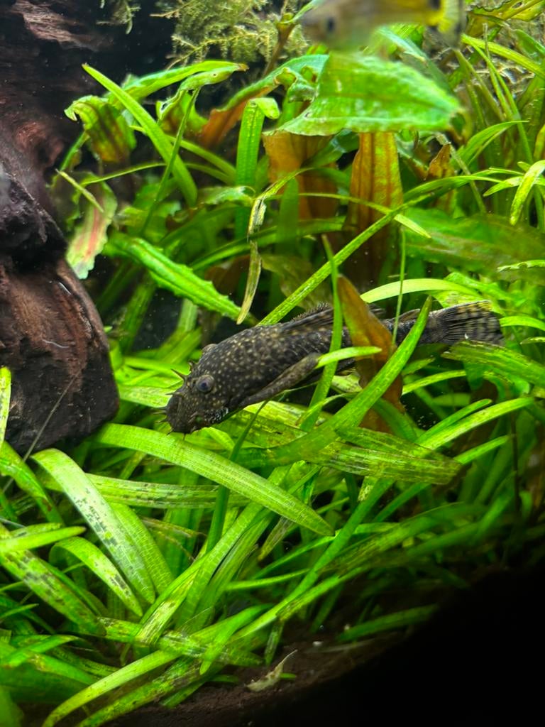 2 Ancistrussen wildkleur, Dieren en Toebehoren, Vissen | Aquariumvissen, Vis