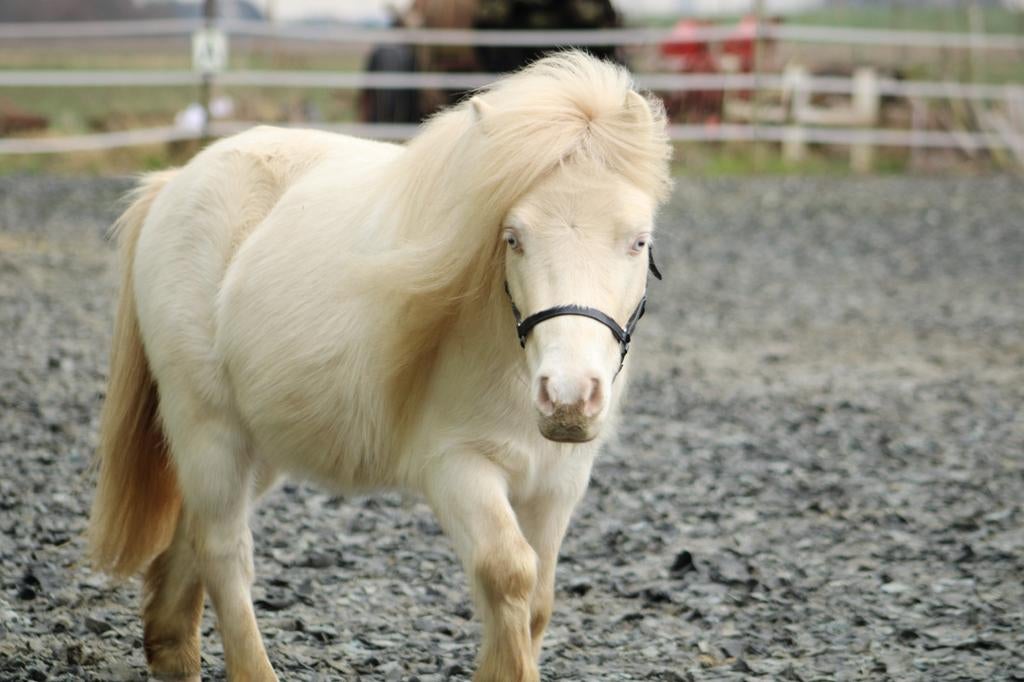 Mooi 100% raszuiver falabella paardje, Minder dan 160 cm, Met stamboom, Niet van toepassing, 3 tot 6 jaar