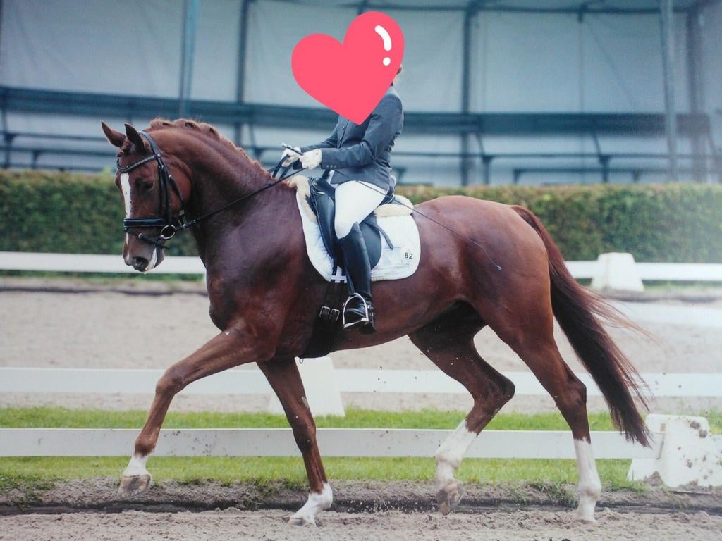 Fokmerrie / draagmoeder / draagmerrie te lease aangeboden, Merrie