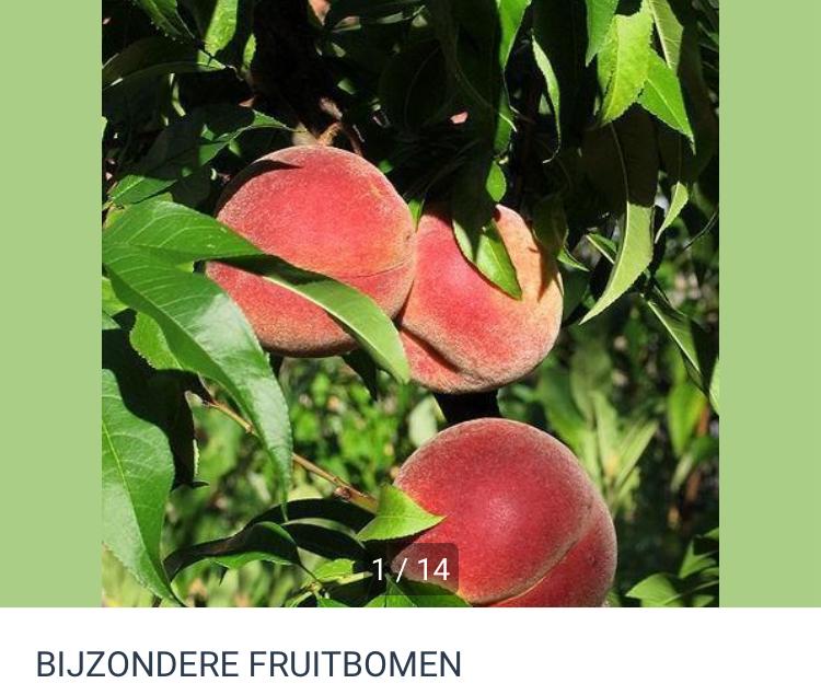 BIJZONDERE FRUITBOMEN, Tuin en Terras, Planten | Fruitbomen, Ophalen, Lente, Overige soorten, Volle zon