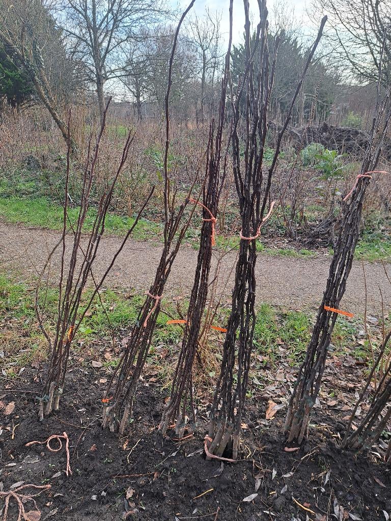 Nashipeer fruitbomen, Tuin en Terras, Planten | Fruitbomen, Ophalen, Overige soorten, Volle zon, 100 tot 250 cm