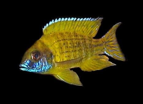 Malawi Cichliden: Aulonocara baenschi Benga, Vis, Zoetwatervis