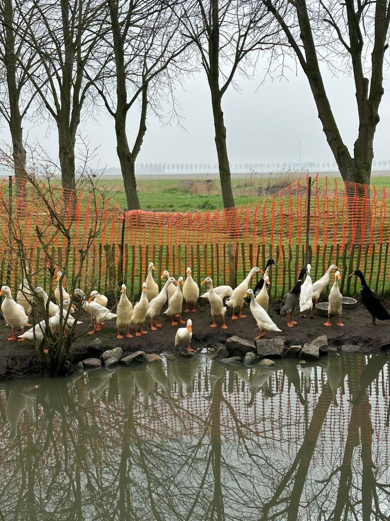 Mooie loopeenden, Eén persoon, Overige typen