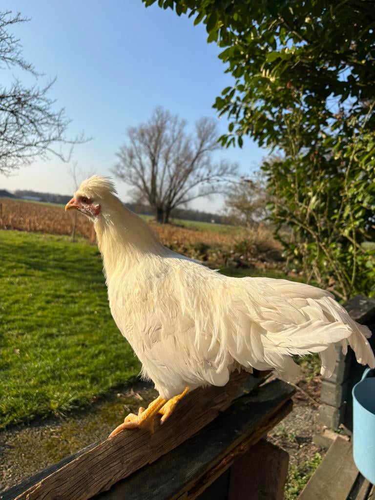 Schijndelaar Haan, Dieren en Toebehoren, Pluimvee, Mannelijk, Kip