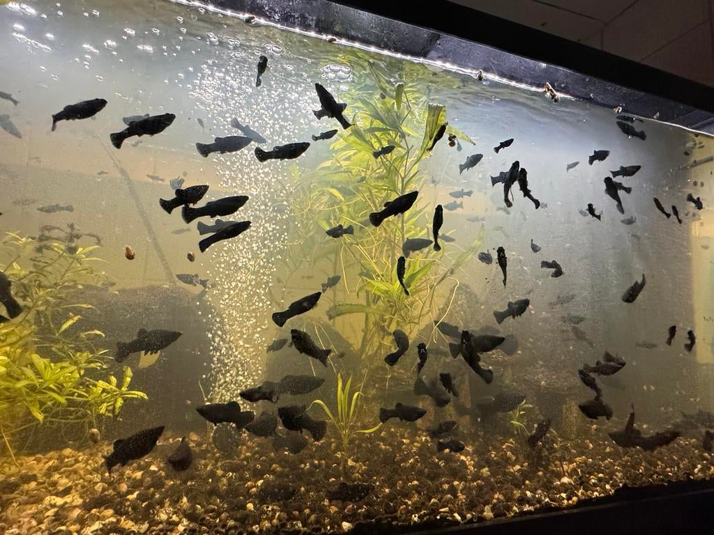 Vissen Black Molly’s gratis, Dieren en Toebehoren, Vissen | Aquariumvissen, Vis