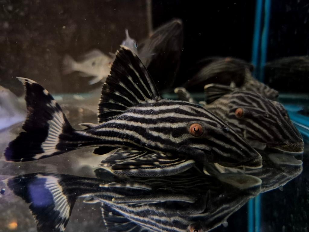 L190 panaque, Dieren en Toebehoren, Vis, Zoetwatervis