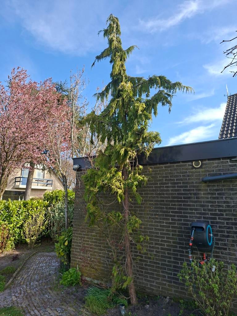 Conifeer, gratis, Tuin en Terras, Planten | Bomen, Bloeit niet, Overige soorten, 100 tot 250 cm, Ophalen