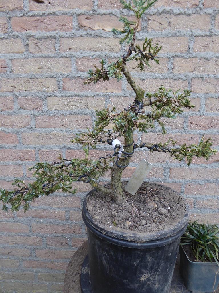 Bonsai: Juniperus squamata 'Meyeri', Tuin en Terras, Ophalen, Bloeit niet, Halfschaduw, Overige soorten