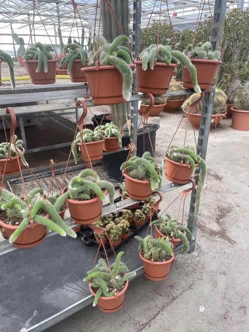 Cactus/suculent Monkey’s Tail Hildewintera Colademononis., Ophalen of Verzenden, Minder dan 100 cm, Bloeiende kamerplant, Volle zon