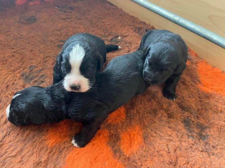 Boulab pups, Parvo, Reu, 8 tot 15 weken, Groot