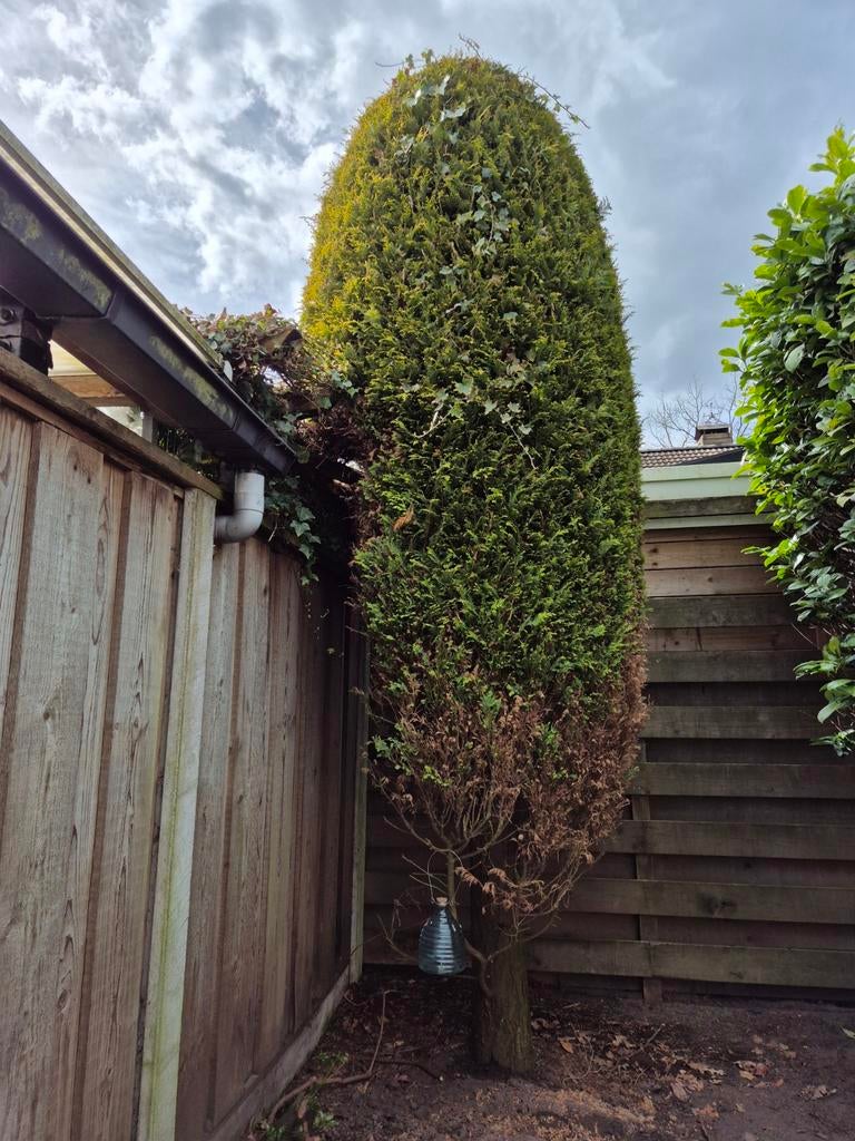 Conifeer, Tuin en Terras, Planten | Bomen, Ophalen, Bloeit niet, Halfschaduw, Overige soorten