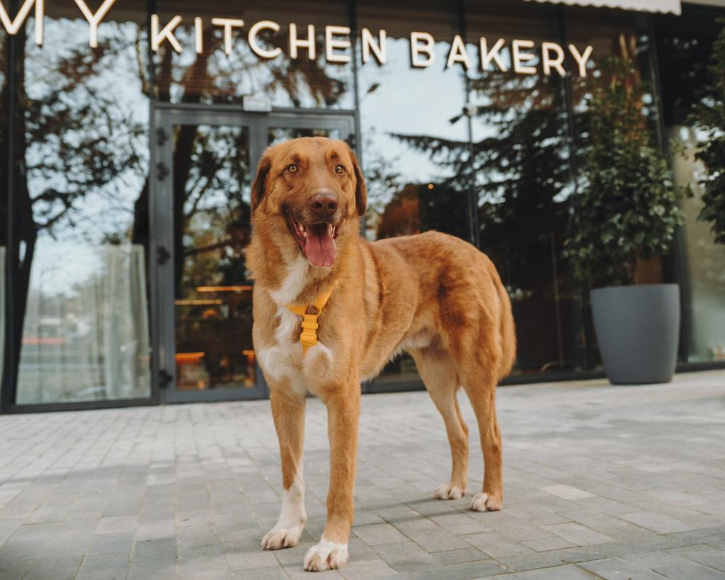 Redmond een asielhond, zoekt een familie, Particulier, Reu, Groot, Eén hond