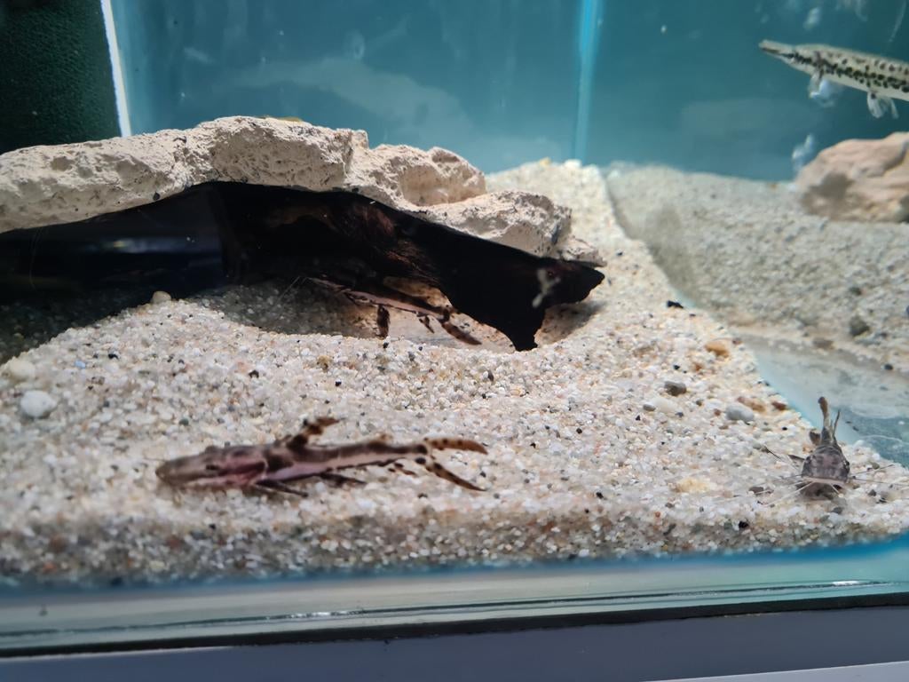 Tijgerspatelbekmeerval, Pseudoplatystoma Fasciatum, Vis, Zoetwatervis