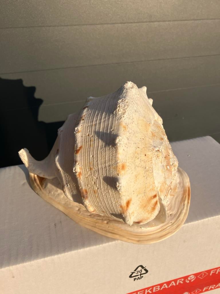 Grote decoratieve zeeschelp, Ophalen of Verzenden, Gebruikt
