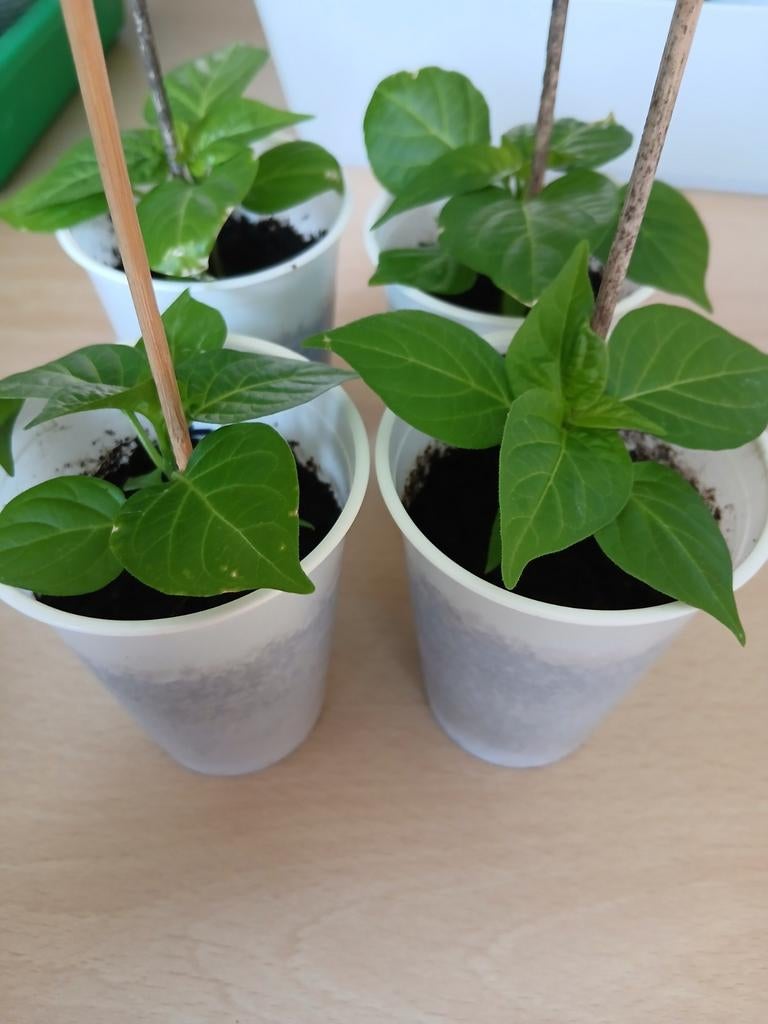 Zelfgekweekte Potpeper Beiquino Yellow Plantjes, Tuin en Terras, Planten | Tuinplanten, Ophalen, Volle zon, Groenteplanten, Eenjarig