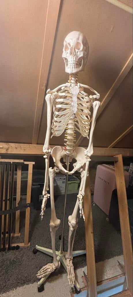 Anatomisch skelet, Ophalen of Verzenden, Zo goed als nieuw