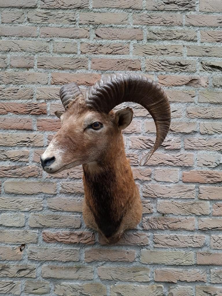 Opgezette kop moeflon taxidermy opgezet jacht schedel gewei, Ophalen, Wild dier, Gewei of Kop