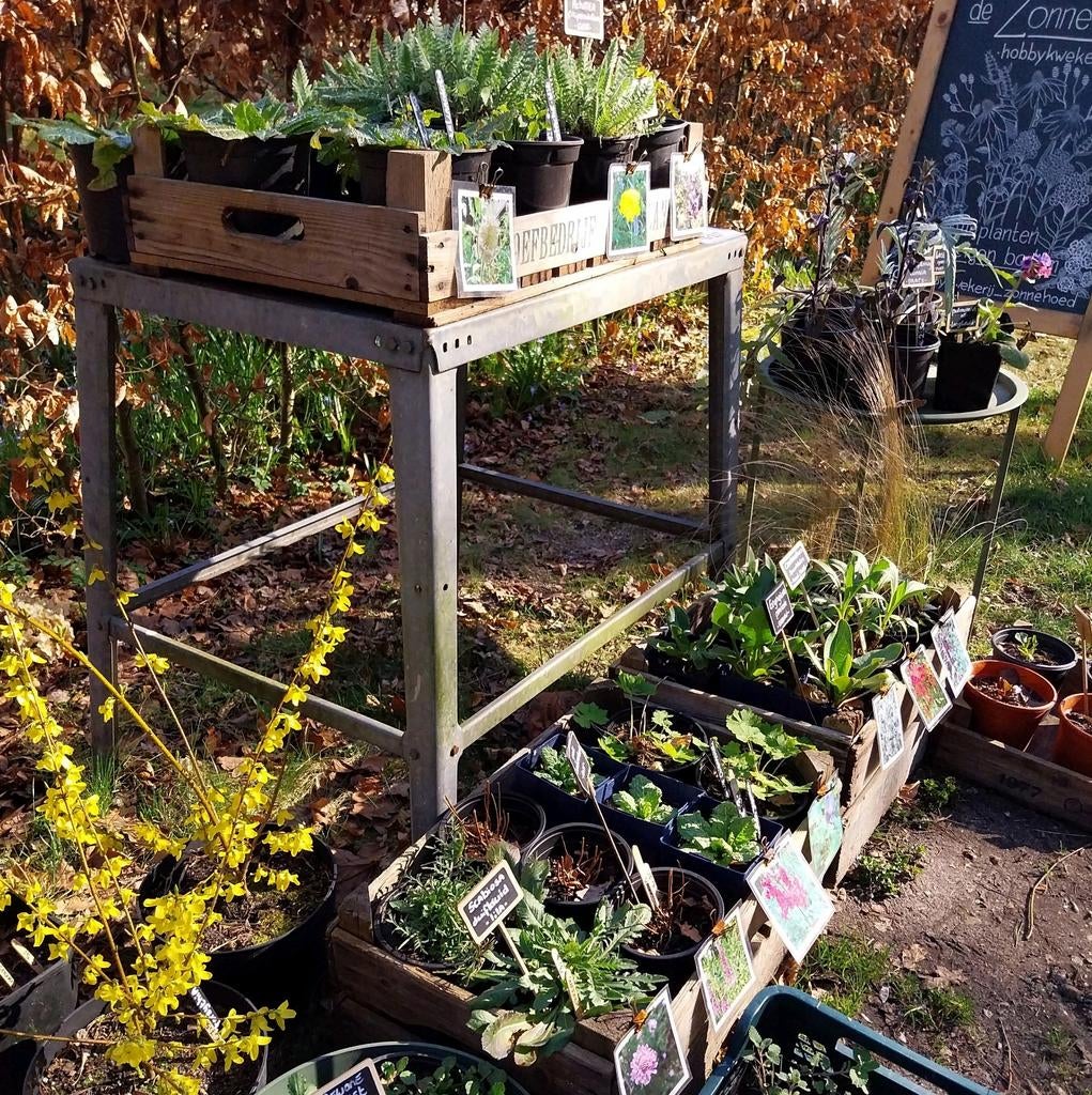 de Zonnehoed • duurzaam gekweekte tuinplanten, Tuin en Terras, Planten | Tuinplanten, Ophalen, Vaste plant, Overige soorten