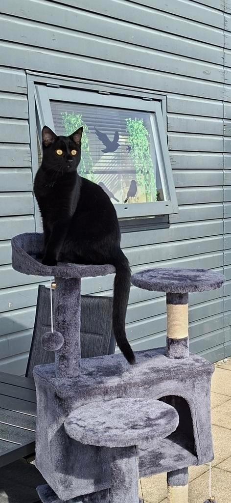 Katten oppas Almere, Dieren en Toebehoren, Ophalen, Nieuw