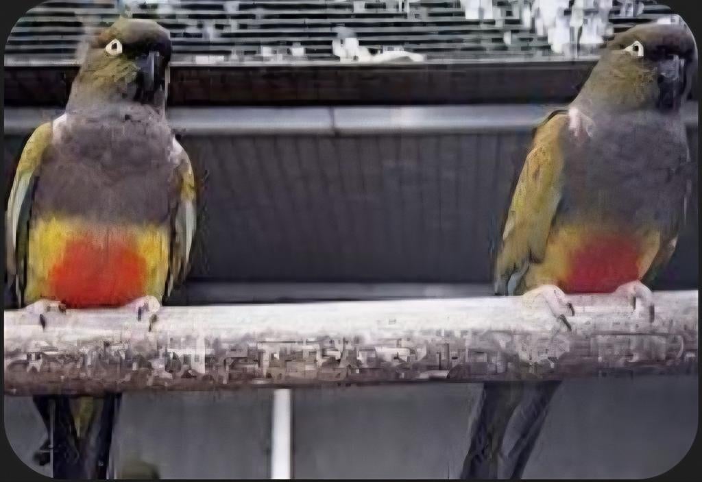 Patagonische rotsparkiet, Meerdere dieren, Parkiet