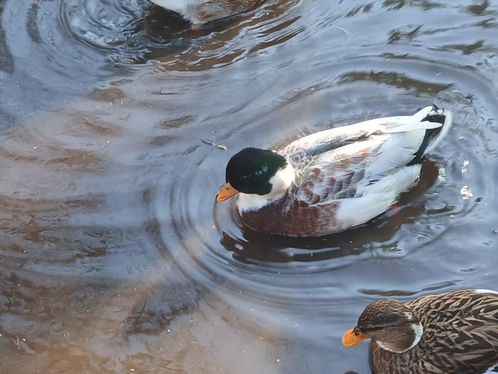 Mees kwaker, Dieren en Toebehoren, Pluimvee, Mannelijk, Eend