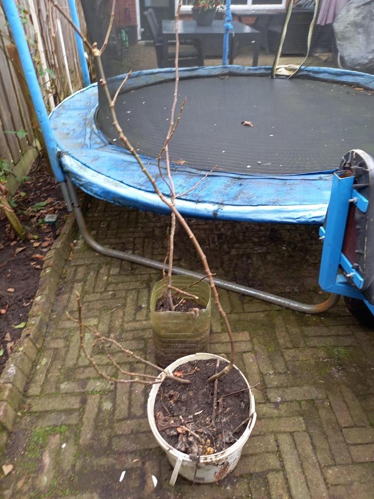 Vijgenboom...Ideaal voor de Tuin, Tuin en Terras, Planten | Tuinplanten, Ophalen, Vaste plant, Halfschaduw, Fruitplanten