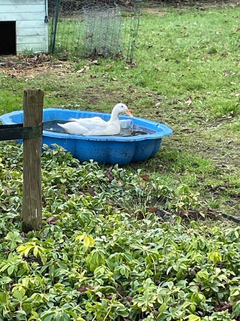 Gezocht: loopeend vrouwtje, Dieren en Toebehoren, Vrouwelijk, Eend