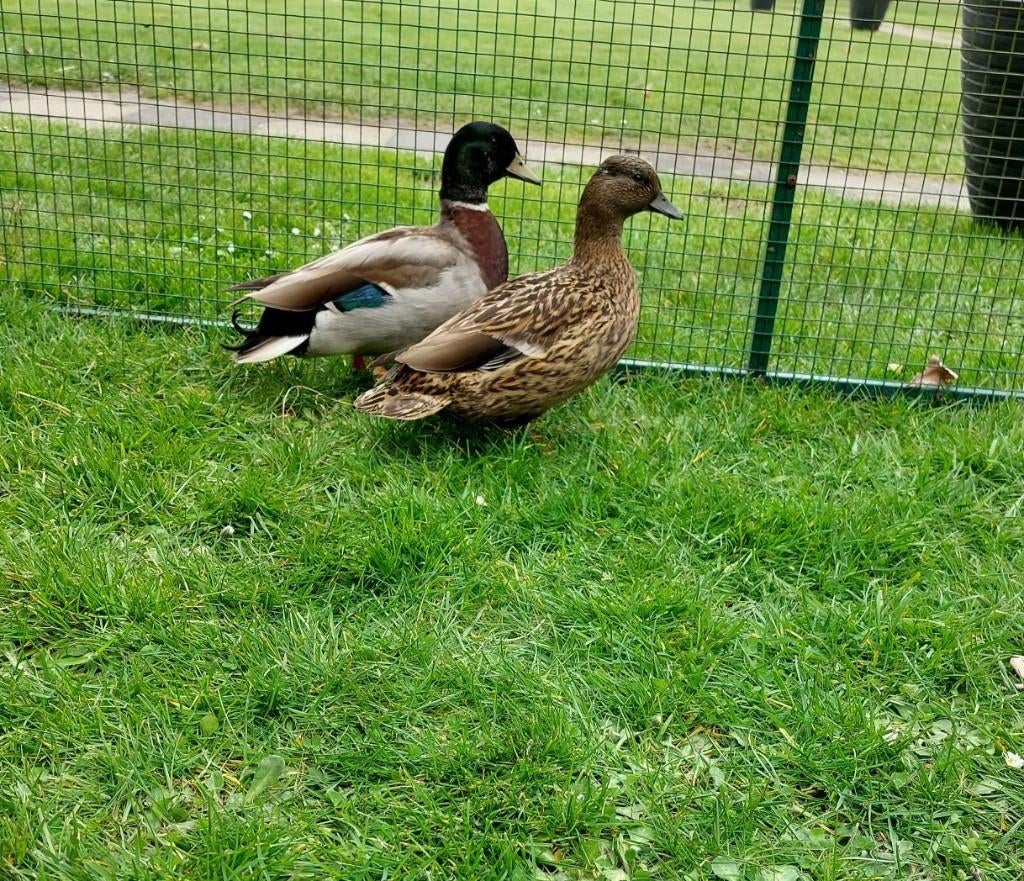 prachtig span wildkleurige kwaker eendjes, Dieren en Toebehoren, Pluimvee, Meerdere dieren, Eend