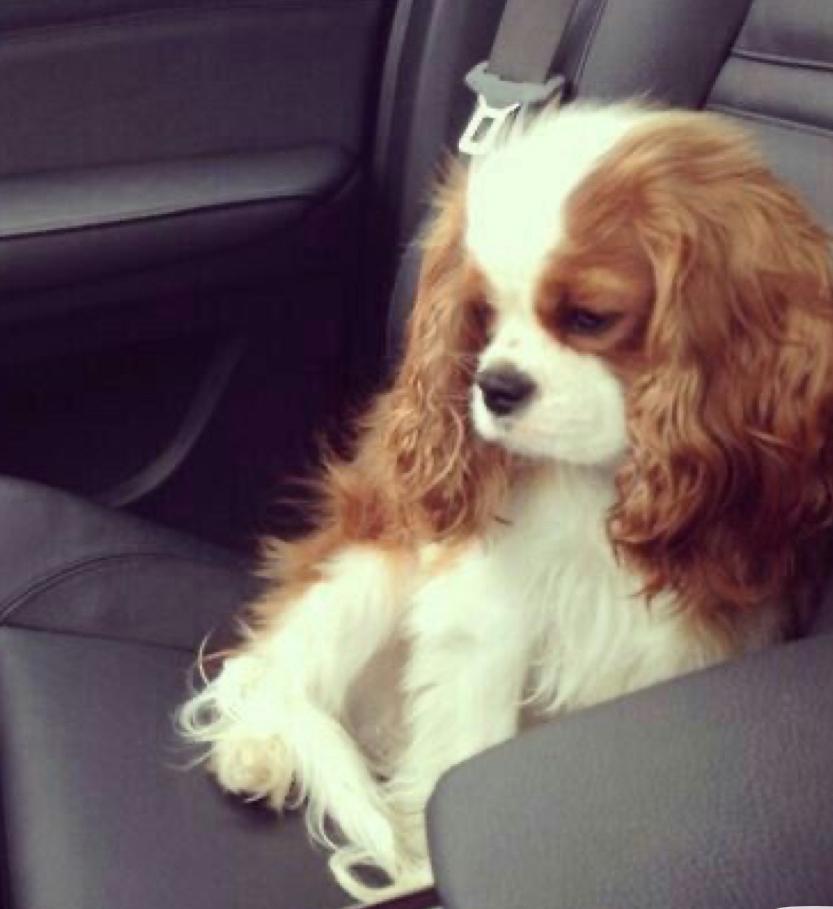 Honden uitlaatservice aangeboden! (Oppas voor andere dieren), Dieren en Toebehoren, Ophalen of Verzenden, Zo goed als nieuw