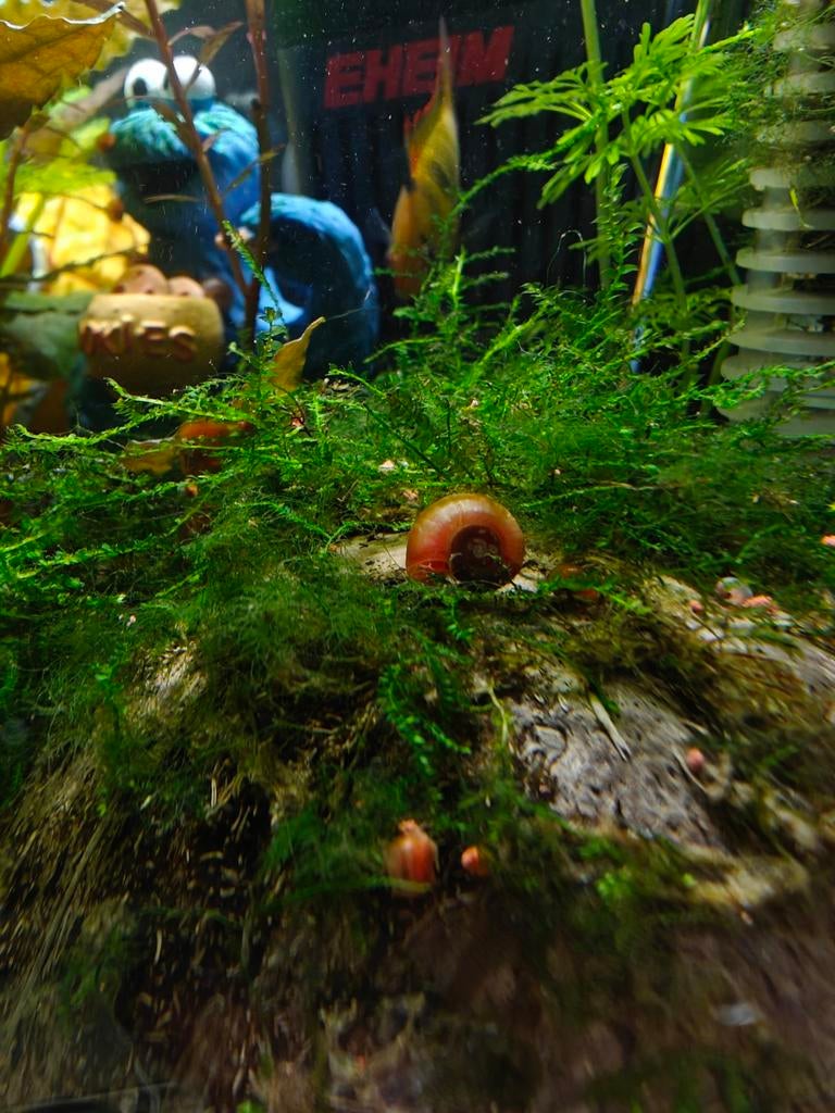 Posthoorn slakken, Dieren en Toebehoren, Slak of Weekdier