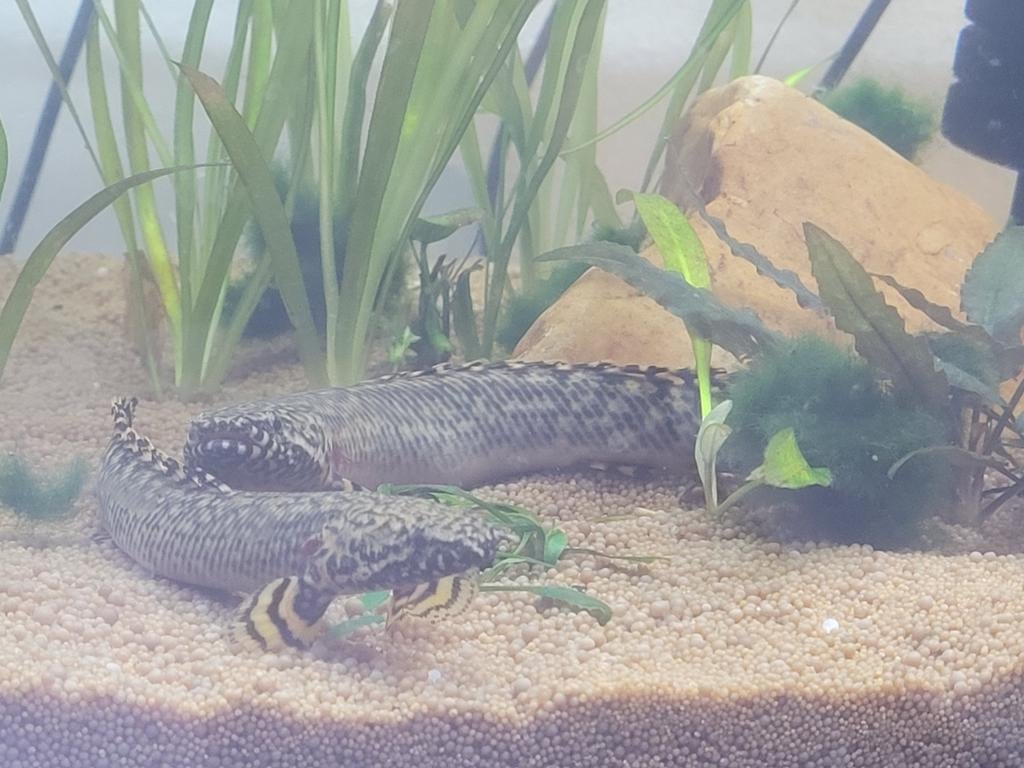 2x Kwatvinsnoek *** TE KOOP ***, Dieren en Toebehoren, Vis, Zoetwatervis