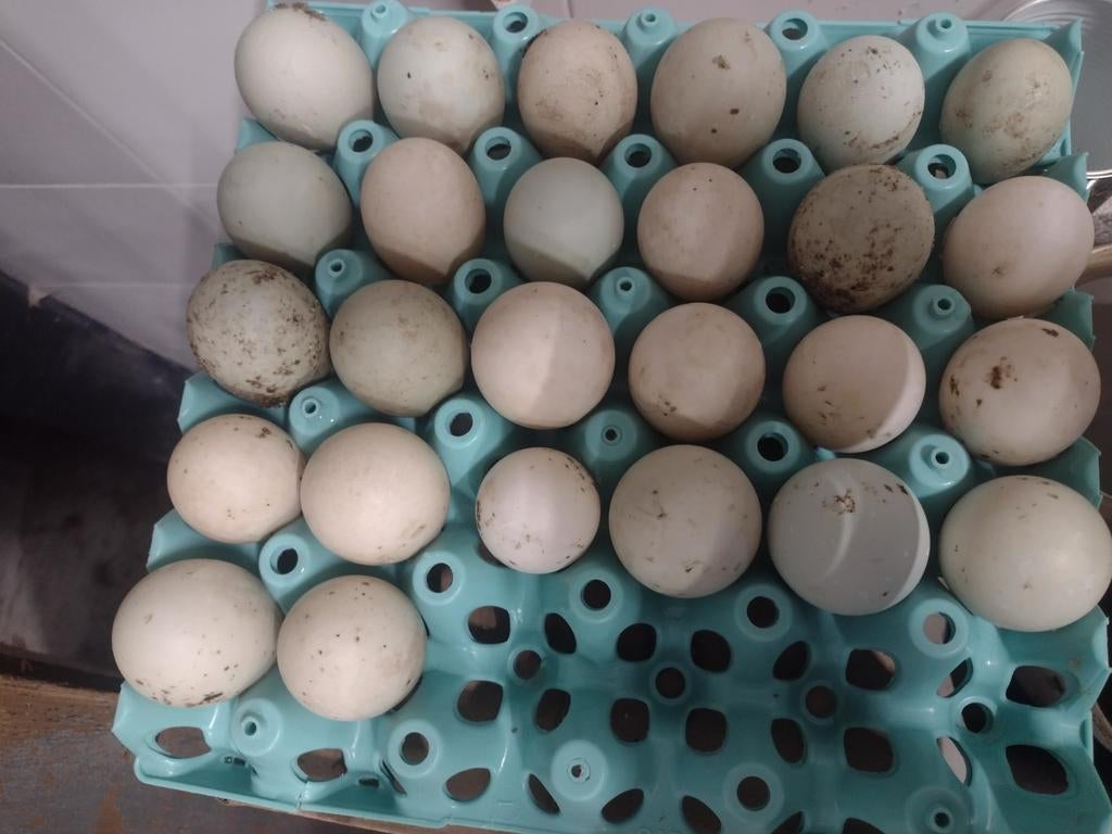 eieren eenden Cayuca / Khaki Campbell eenden, Dieren en Toebehoren, Pluimvee, Meerdere dieren, Eend