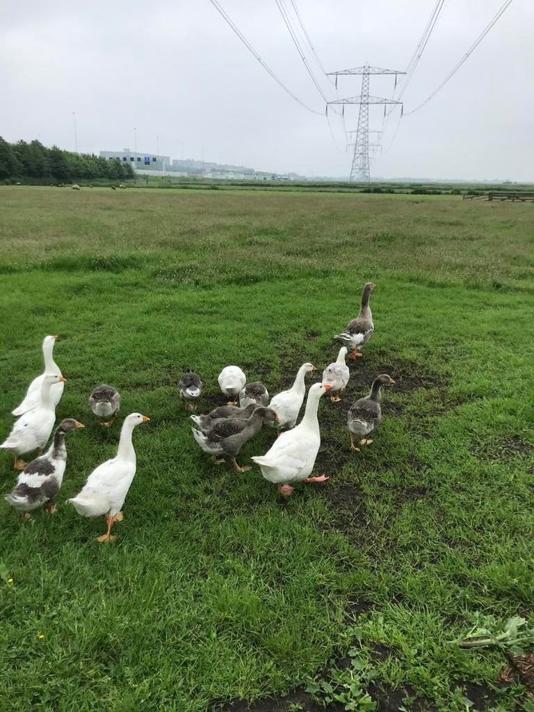 Grauwe gans kuikens., Dieren en Toebehoren, Meerdere dieren, Gans of Zwaan