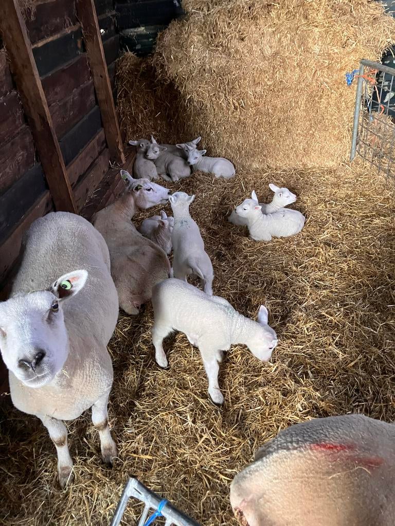 Schapen met lammeren, Dieren en Toebehoren, Schapen, Geiten en Varkens, Meerdere dieren, Schaap
