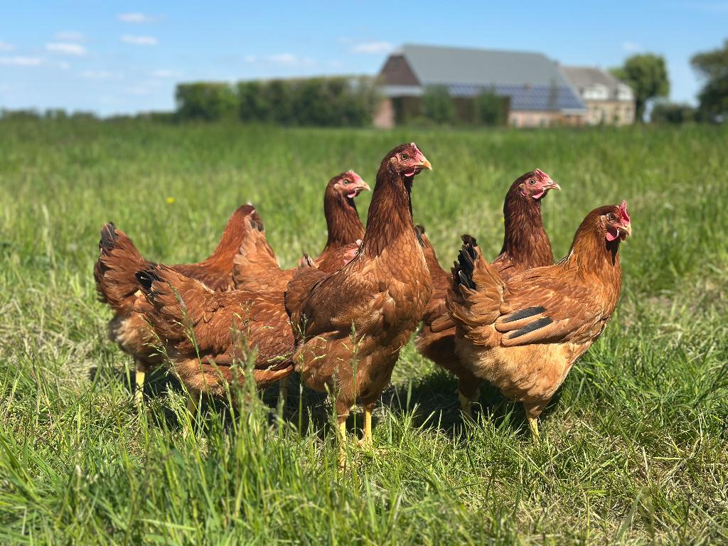Jonge tamme Red Star kippen gesekst en ingeënt
