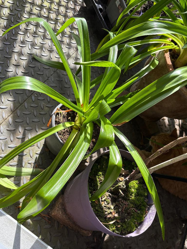 Stoere Agapanthus Enigma klein, Tuin en Terras, Planten | Tuinplanten, Volle zon, Vaste plant, Zomer, Ophalen