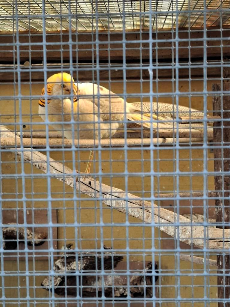 2 jonge gele goudfazant hanen, Meerdere dieren