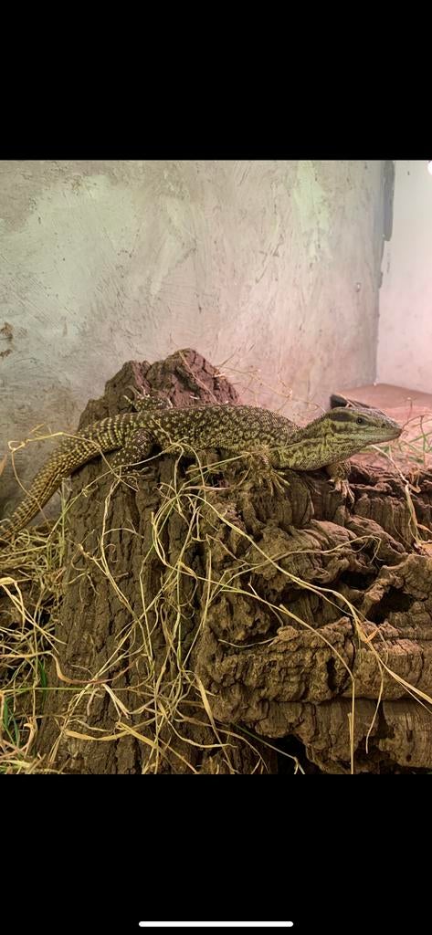 Stekelstaart varaan 1.0 Monitor Lizard - male for sale from N