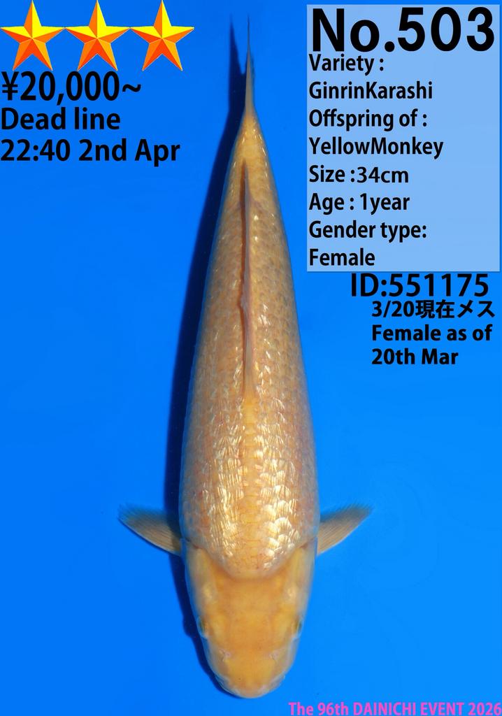 Dainichi Tosai! Jumbo koi hoge kwaliteit., Dieren en Toebehoren, Overige soorten